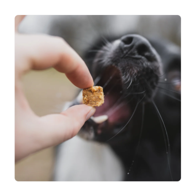 Belohnung & Functional Snacks