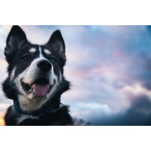 Bild für Kategorie: Kleine Husky-Auszeit