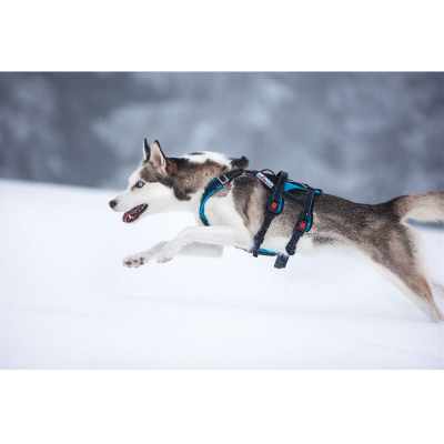 Brustgeschirre für den Alltag