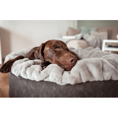 Gelenke & Regeneration