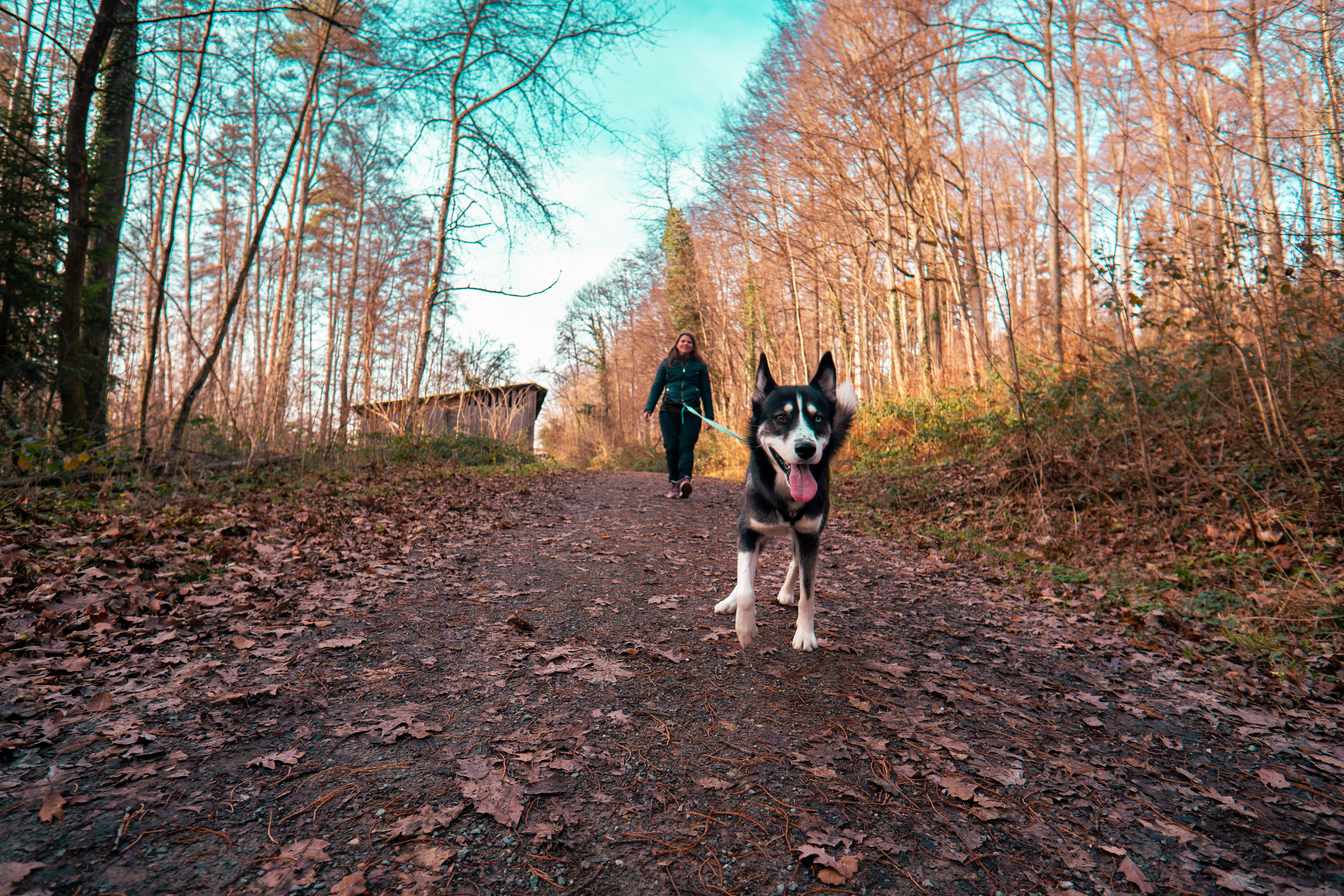 Husky-Trekking