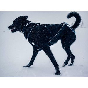 Polar Collar