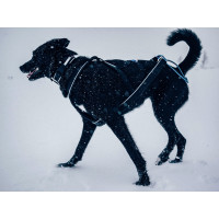 Polar Collar