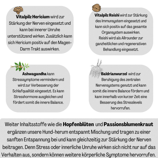 Hund-herum entspannt