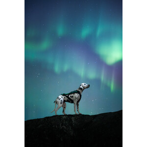 Freemotion Harness 5.0 - 15. Jubiläum - Limitiert 9...