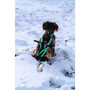 Freemotion Harness 5.0 - 15. Jubiläum - Limitiert 9 *Ausstelllungsstück