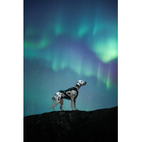 Freemotion Harness 5.0 - 15. Jubiläum - Limitiert 9 *Ausstelllungsstück