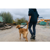 Safety Lead WorkingDog schwarz