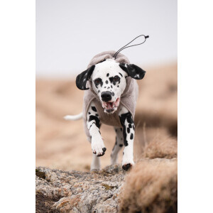 Drying Coat - Hundebademantel