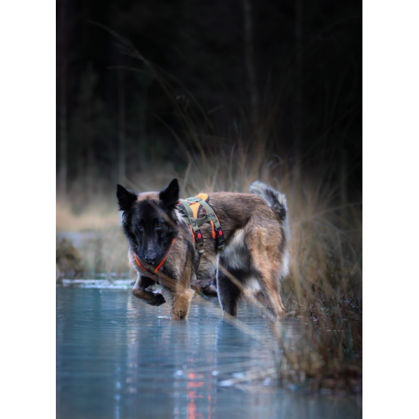 Open Range Harness – Adventure