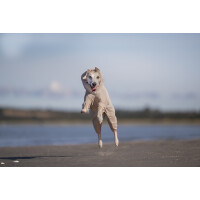 Hunde-Overall Trail Quest Fleece Overall Dog Jacket sand