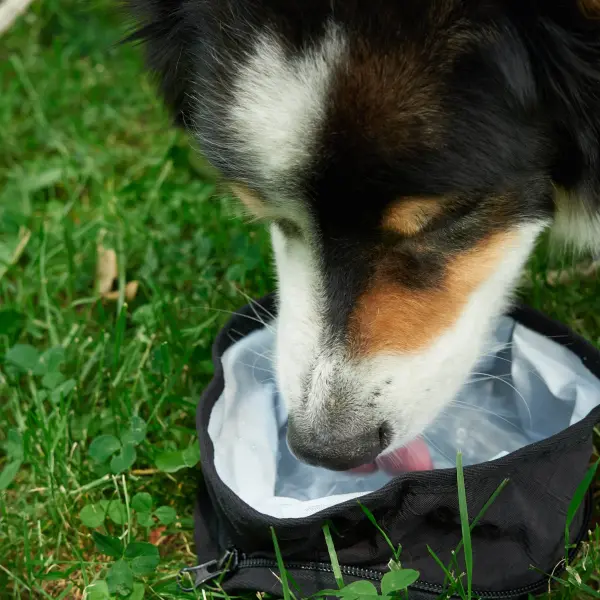 Faltbarer Napf schwarz