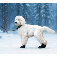 Booties VIP Arctic Protect 4-pack