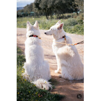 Rope pro Twin Leinen-Splitter