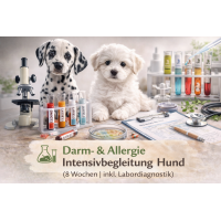 Darm- & Allergie Intensivbegleitung Hund (8 Wochen | inkl. Labordiagnostik)