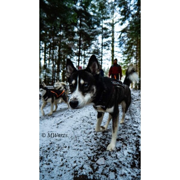 Gutschein für deine Husky-Wanderung