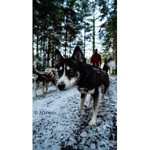 Gutschein für deine Husky-Wanderung