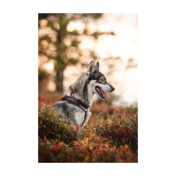 Racing Collar – Arctic