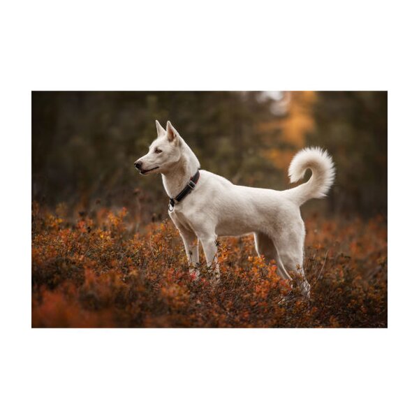 Racing Collar – Arctic