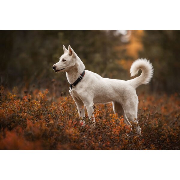 Racing Collar – Arctic click