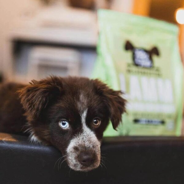 Lamm Sam hab ich Hunger - 4 Kilo softes Trockenfutter für Welpen