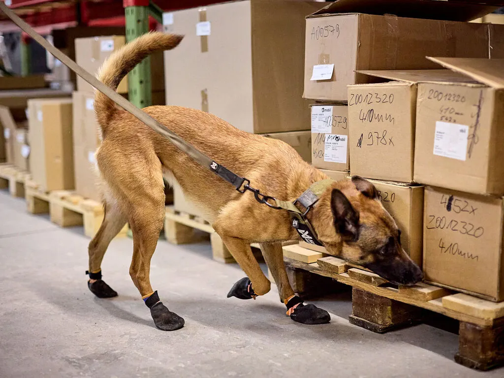 PR238BI2522_LSH_55023_Solid_leash_WD_IMD.webp