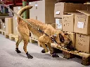 PR238BI2522_LSH_55023_Solid_leash_WD_IMD.webp