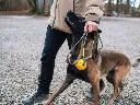 PR238BI2519_LSH_55023_Solid_leash_WD_IMD.webp
