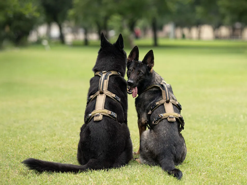 PR298BI2669_HRN_45032_Line_harness_long_WD_IMD.webp