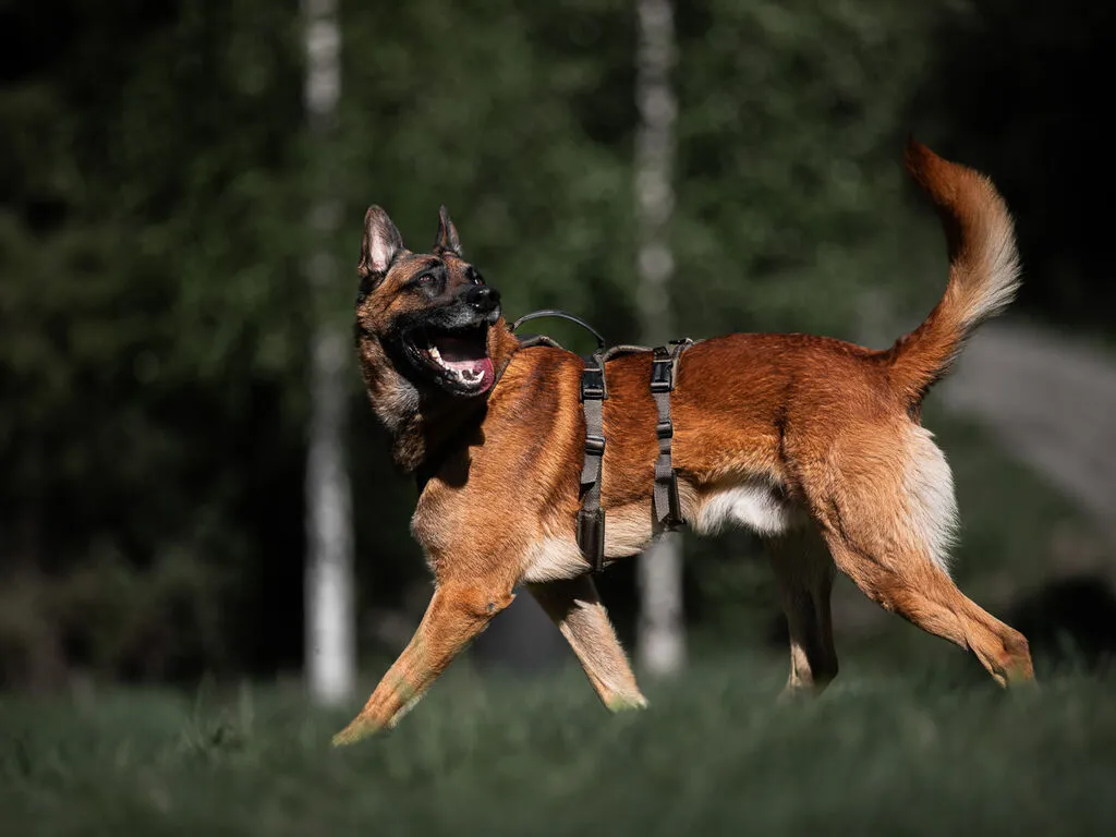 PR298BI2670_HRN_45032_Line_harness_long_WD_IMD.webp