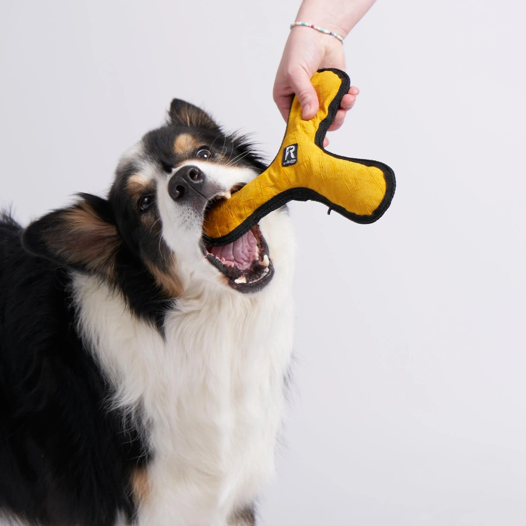 Hund-Boom4.webp