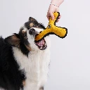 Hund-Boom4.webp