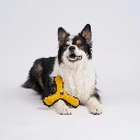 Hund-Boom3.webp