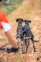 SHOOTING CANICROSS-252.webp