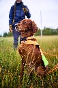 protector_collar_feature_2.webp