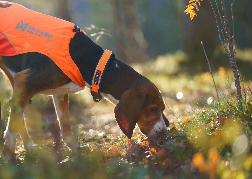 protector_collar_setting_4.webp