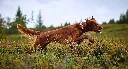 protector_collar_mood_1.webp