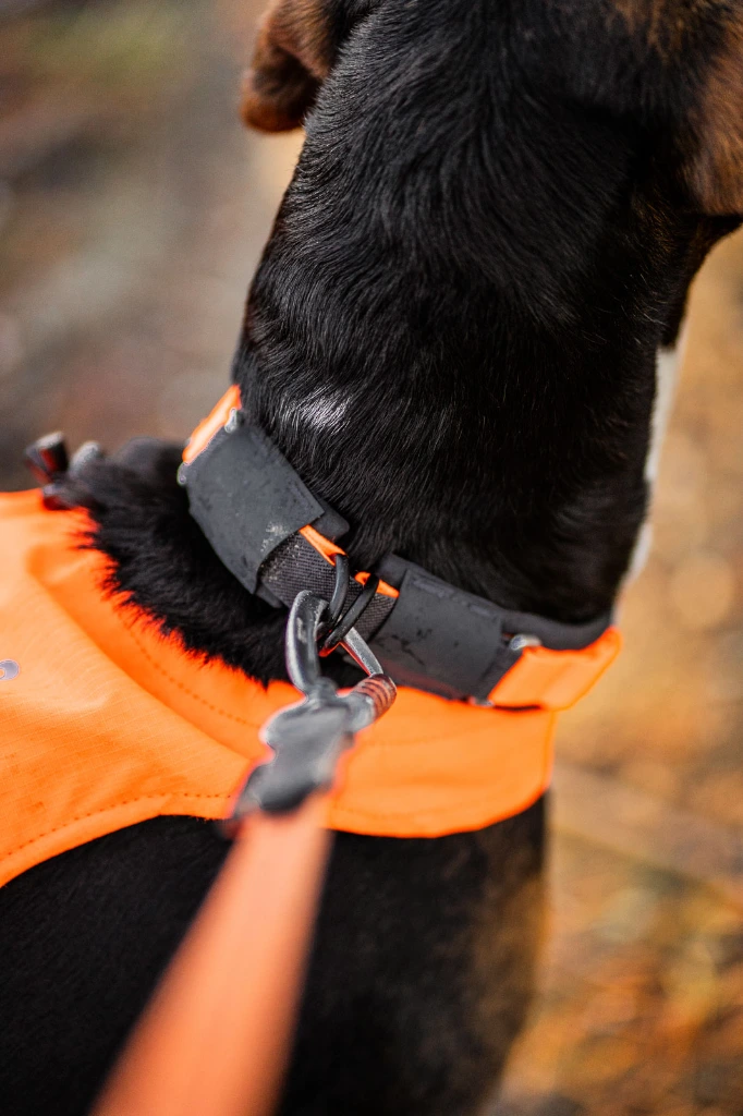 protector_collar_setting_5.webp