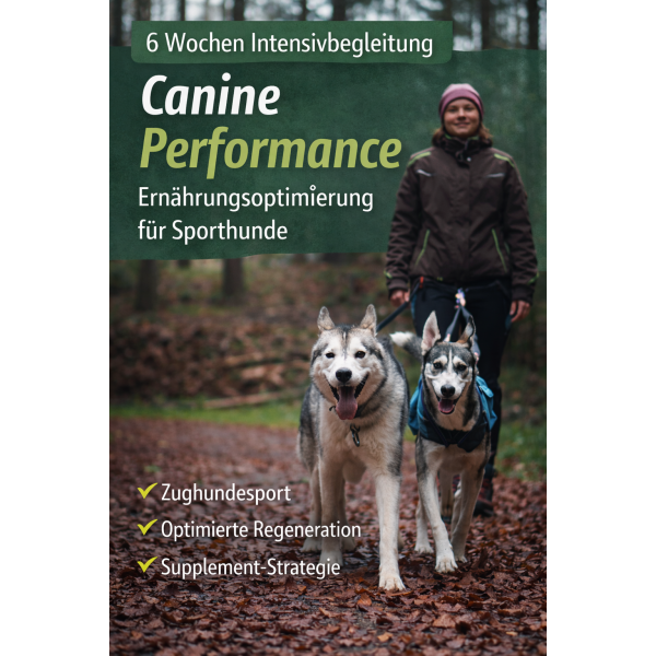 Performance Paket – Ernährungsoptimierung für Sporthunde (6 Wochen)